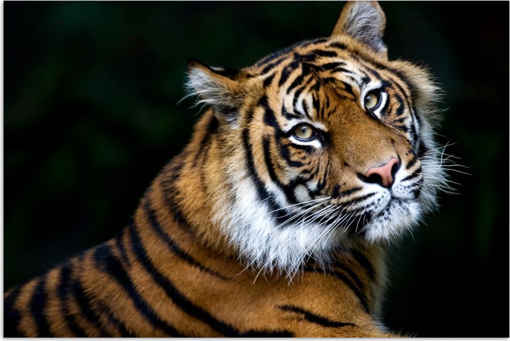 MuchoWow Poster Tiger - Porträt - Schwarz 180x120 cm - Fotoplakat