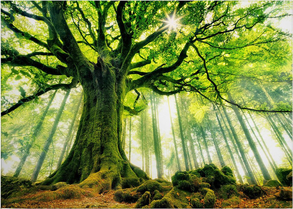 Leinwandbild Bäume Blätter 50 x 70 cm - Wandbild Wald Grün Braun - Keilrahmen Laubwald Wohnzimmerdeko Wanddeko Wandgemälde
