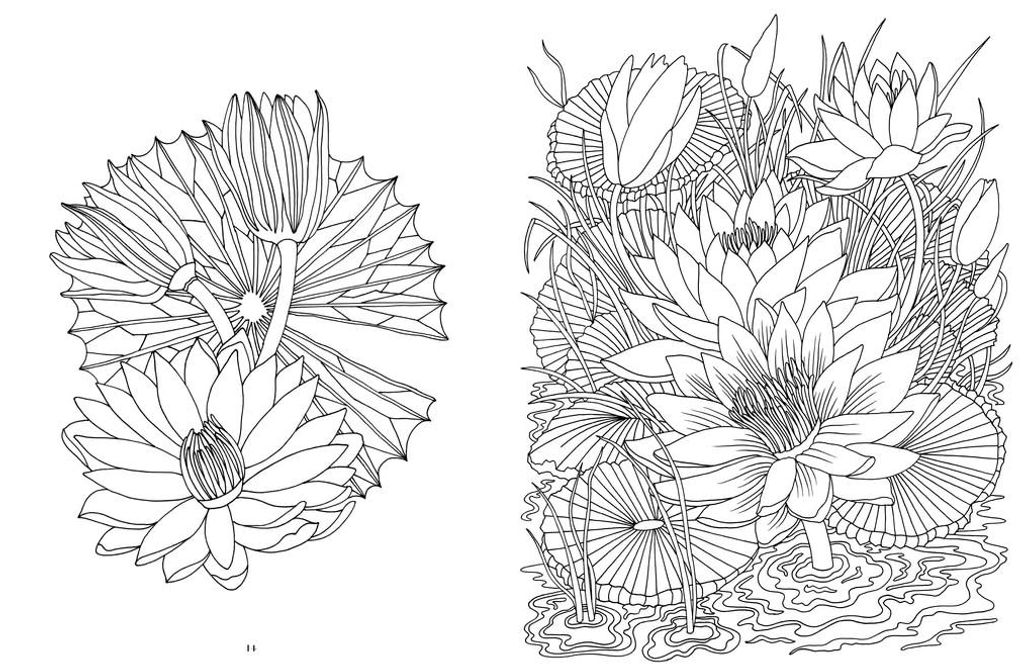 Kew Imaginarium: Tropical Plant Paradise: Calming Creative Colouring (Royal Botanic Gardens, Kew)