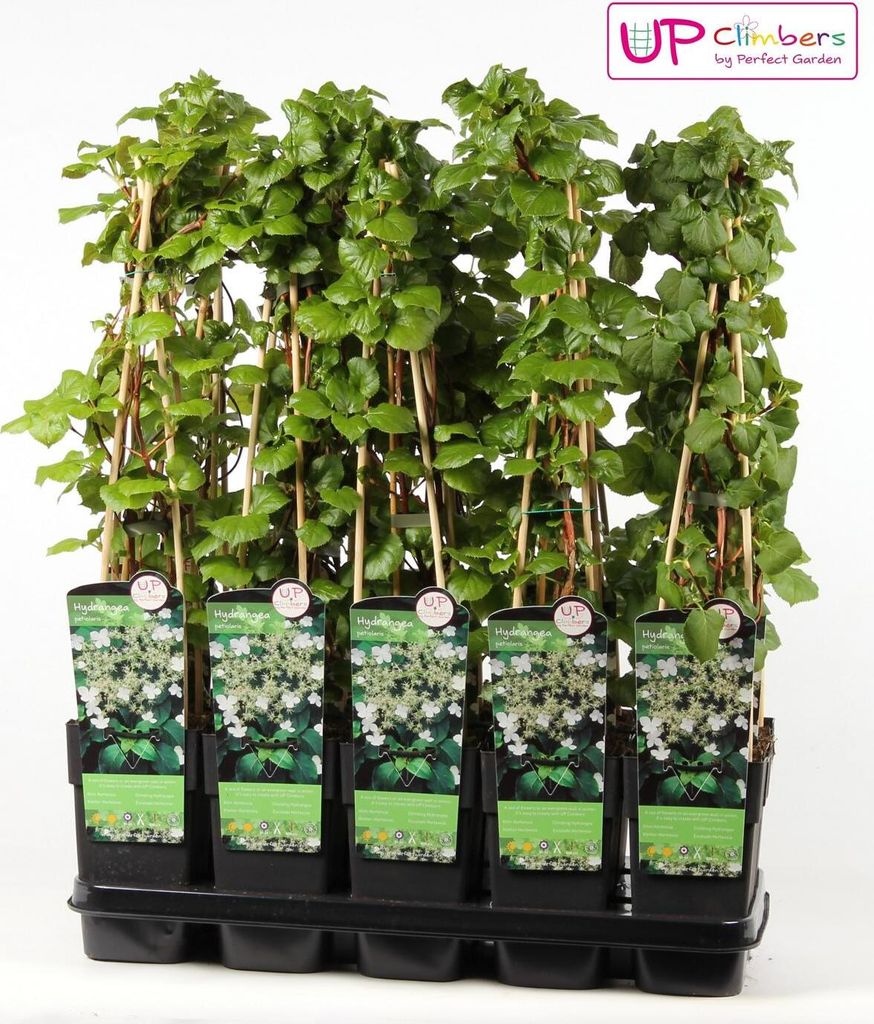 Kletterhortensie - Ø15cm - 65cm