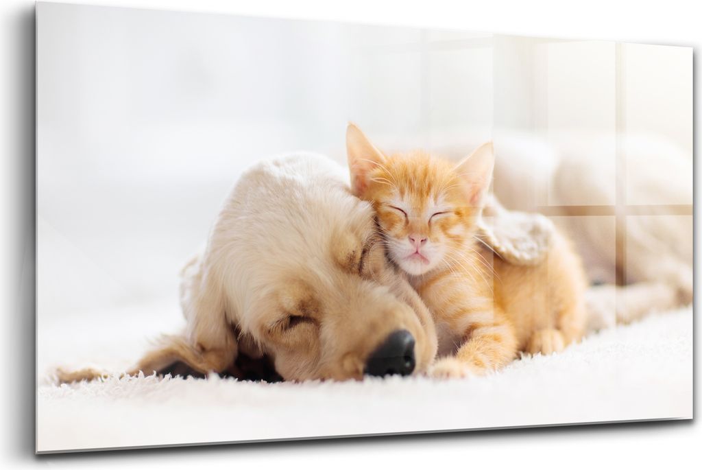 Bilder auf glas - Einteilig - Wanddekoration - Glas Bilder - 120x60 - Schlafende Katze und Hund Welpe und Kätzchen schlafen