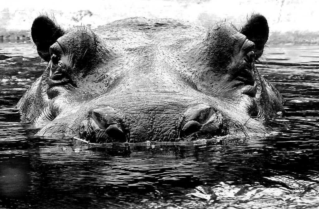 hansepuzzle 22739 - Nilpferd Puzzle, 500 Teile, Tierwelt, 46,0 x 30,0cm mit hochwertiger Aufbewahrung, Kartonbox und wiederverschließbarem Beutel