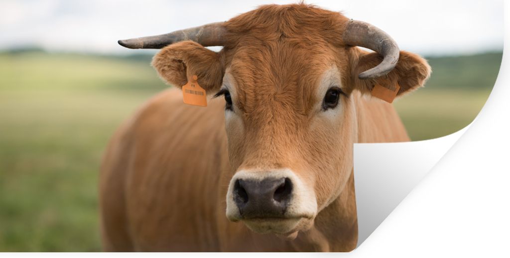 MuchoWow Wandtattoo Wandsticker Wandaufkleber Kuh - Horn - Porträt 80x40 cm Selbstklebend und Repositionierbar - Aufkleber