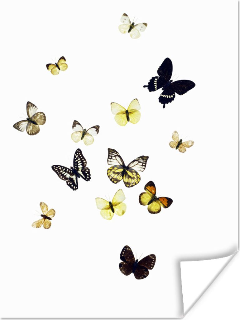 MuchoWow Poster Schmetterlinge auf weißem Hintergrund 60x80 cm - Schlafzimmer Dekoration