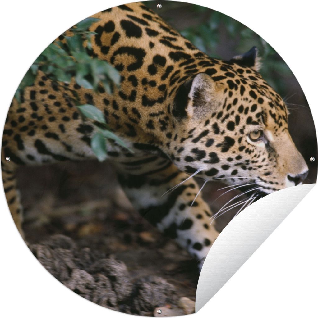 MuchoWow Gartenposter Outdoor-Poster Rund Schleichender Jaguar im Wald Ø 90 cm Gartendeko Rundes Poster draußen