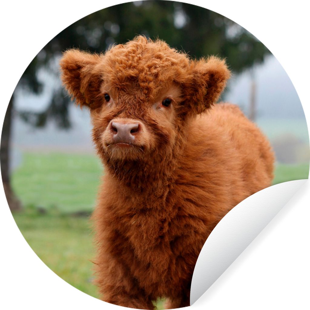 MuchoWow Runde Wandtattoo - Wandsticker Tapete Aufkleber Scottish Highlander - Kalb - Gras Ø 30 cm Selbstklebend und Repositionierbar - Wandaufk...