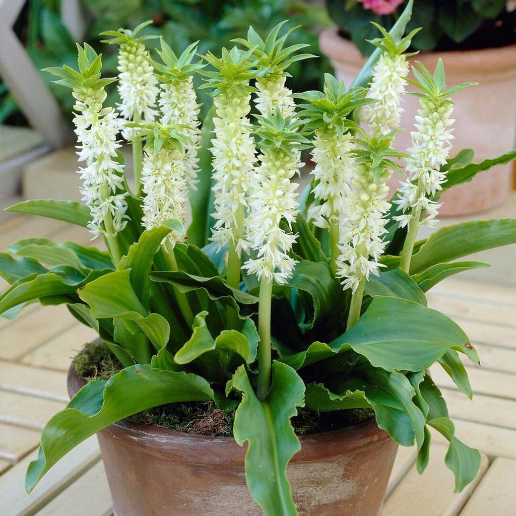 Gewellte Schopflilie (Ananasblume) Eucomis autumnalis / weiß (3 Blumenzwiebeln) Gr.12/14