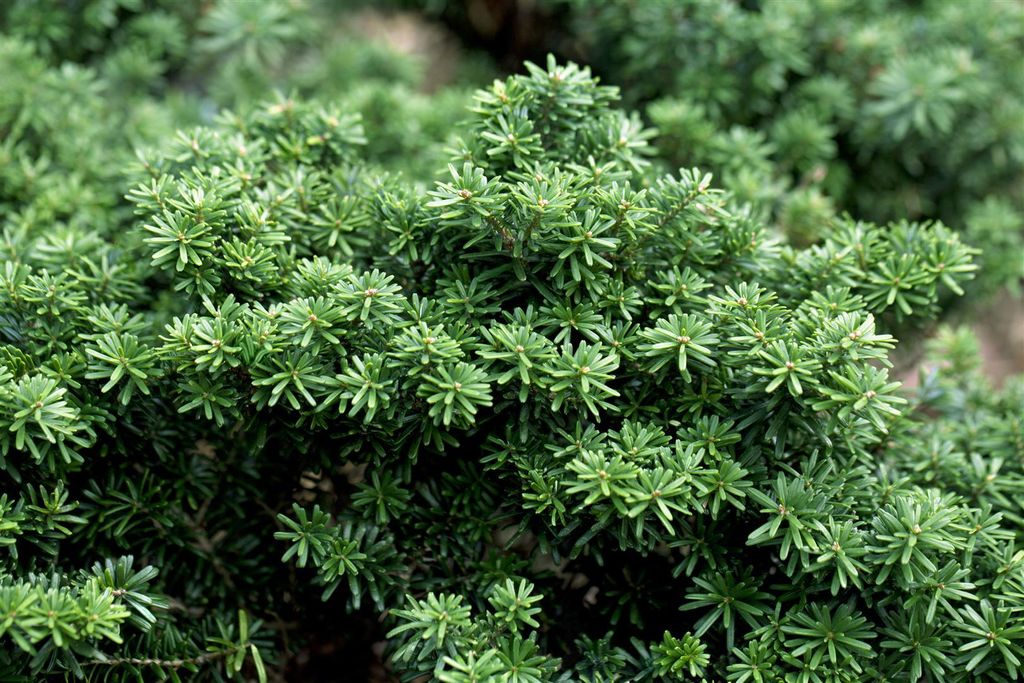 Abies koreana 'Cis', Koreanische Tanne, kompakt, 40–50 cm