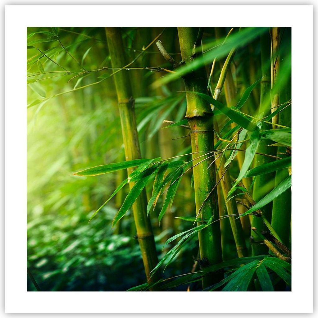 Poster - Poster ohne Rahmen - Bambus Pflanze - 50x50 cm - Wand Bild - Wanddeko - Wandbilder - Kunstposter - Wandposter - Bilder - Kunstdruck - Wand...