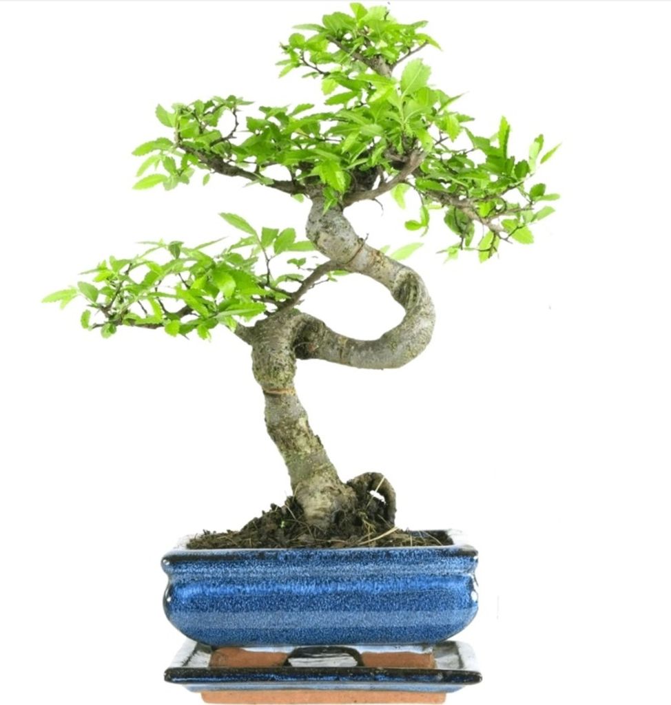 Bonsai Baum mit Keramik Blumentopf - Ligustrum, Ficus, Produktbild 