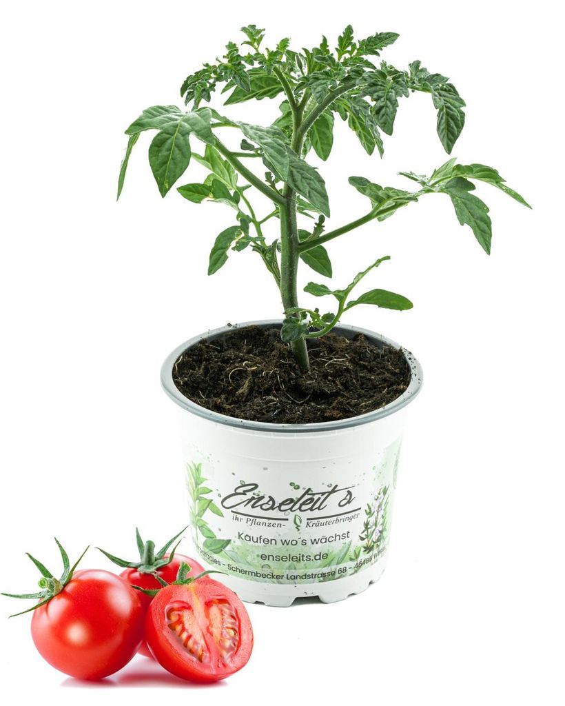 Enseleits Cocktailtomate,Cherrytomate,frische Tomaten,Tomatenpflanzen,Tomatenpflanze,F1 Sorte