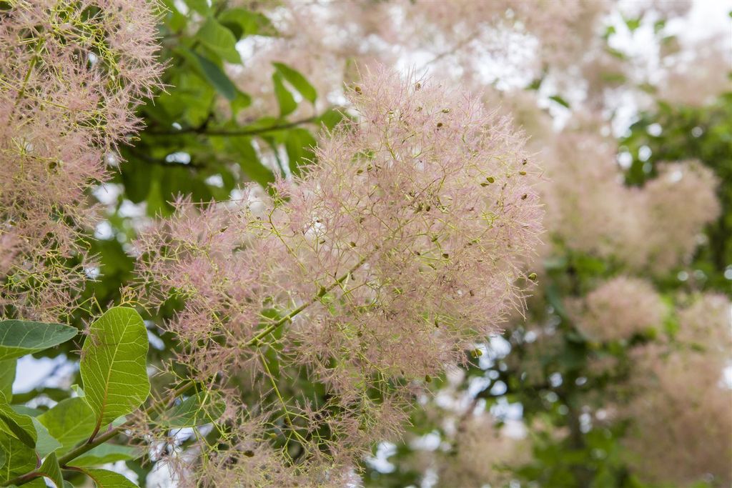 Cotinus coggygria 'Smokey Joe', Perückenstrauch, 40–60 cm, rauchig rosa