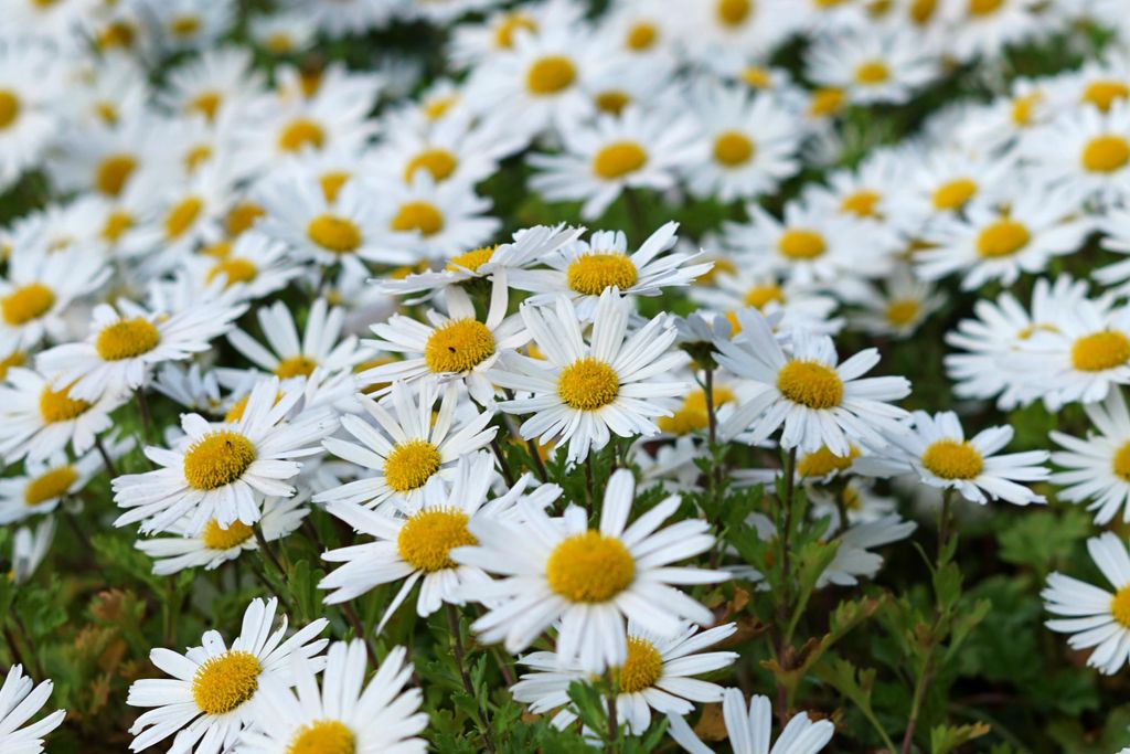 6000 Samen Wiesen Margerite Leucanthemum vulgare Wild Blume Bienenmagnet Schmetterlinge Garten