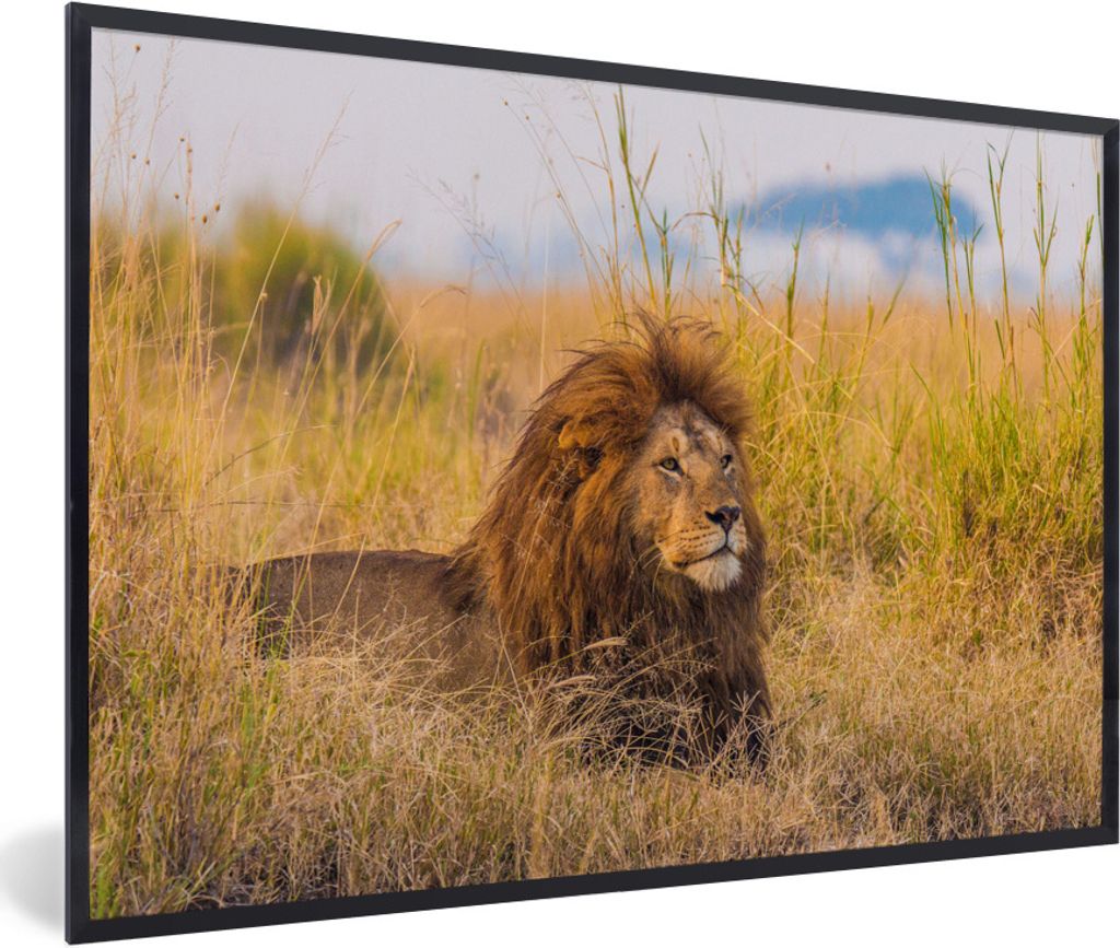 MuchoWow Gerahmtes Poster Männlicher Löwe zwischen dem hohen Gras im Serengeti-Nationalpark 90x60 cm - Poster mit Schwarzem Bilderrahmen Wandpo...