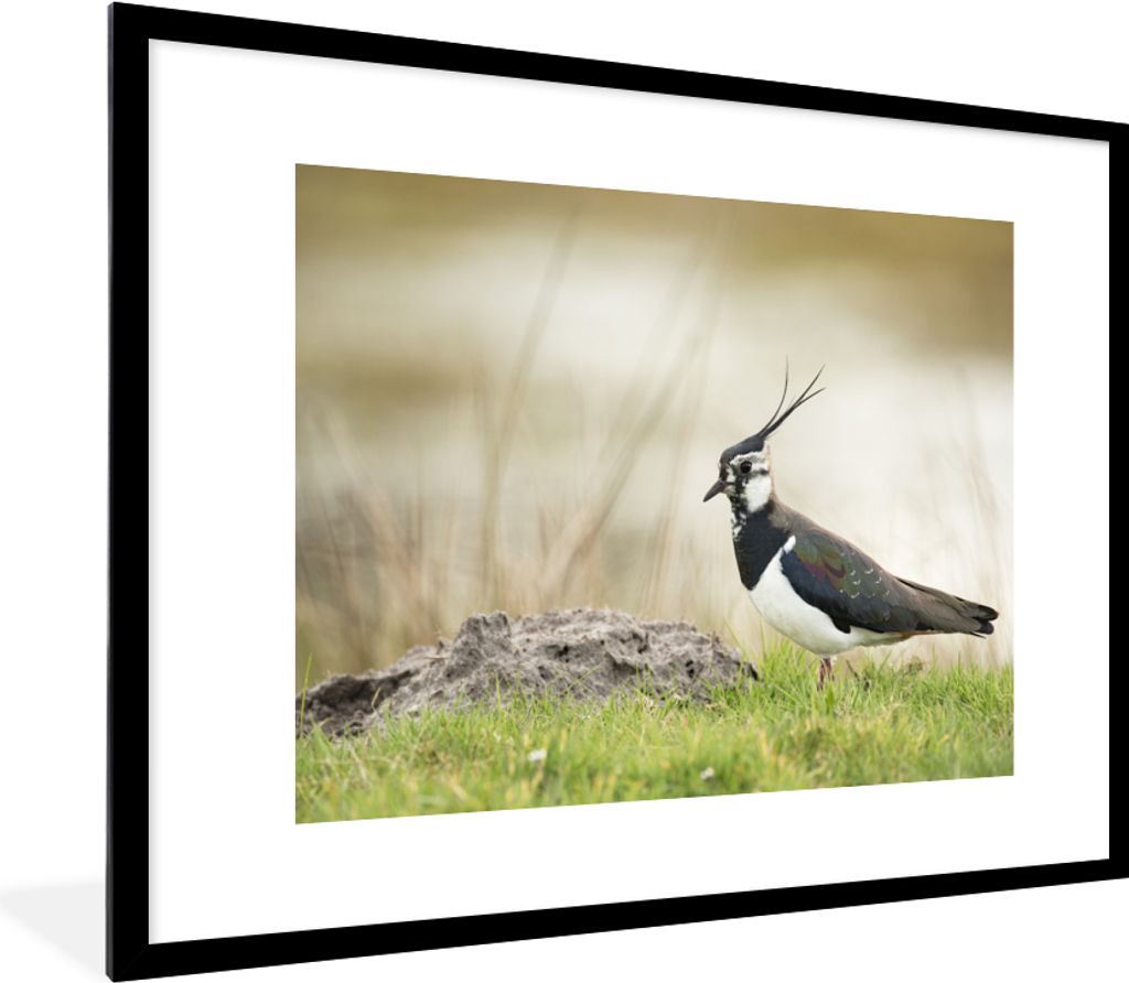 MuchoWow Gerahmtes Poster Vogel - Gras - Tiere - Natur - Kiebitz 80x60 cm - Poster mit Schwarzem Bilderrahmen Wandposter Rahmen Foto Bilder - Sch...