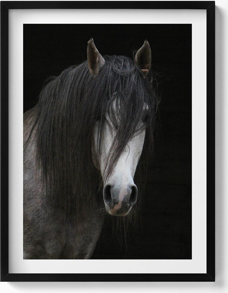 Kopf eines Schimmelpferdes– Wandbild mit Rahmen – Gerahmtes Bild – Wanddekoration – 60x80 cm – Schwarz Rahmen