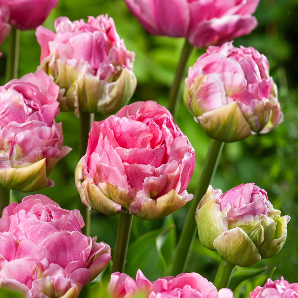 Tulipan Pełny Double Arosa 5 szt. Tulipany Cebulki Zdjęcie produktu 