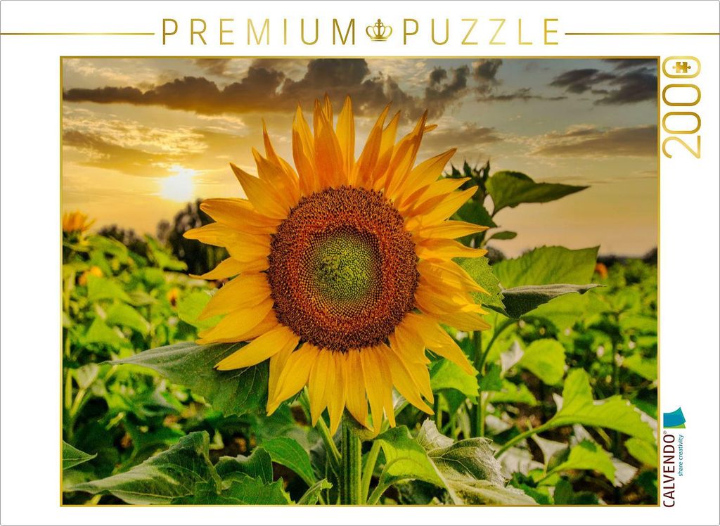 CALVENDO Puzzle Sonnenblumenfeld in der Lausitz 2000 Teile Puzzle quer | 2000 Teile Lege-Größe 90x67cm Foto-Puzzle für glückliche Stunden