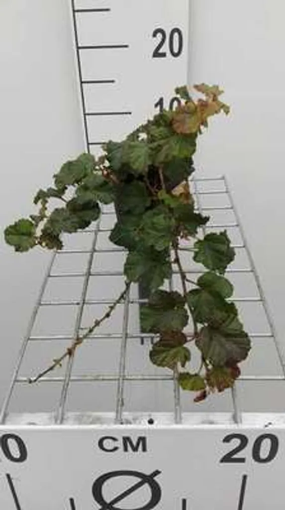 Rubus Betty Ashburner Feuillage Persistant - 12 Plants de Qualité 9cm - 2