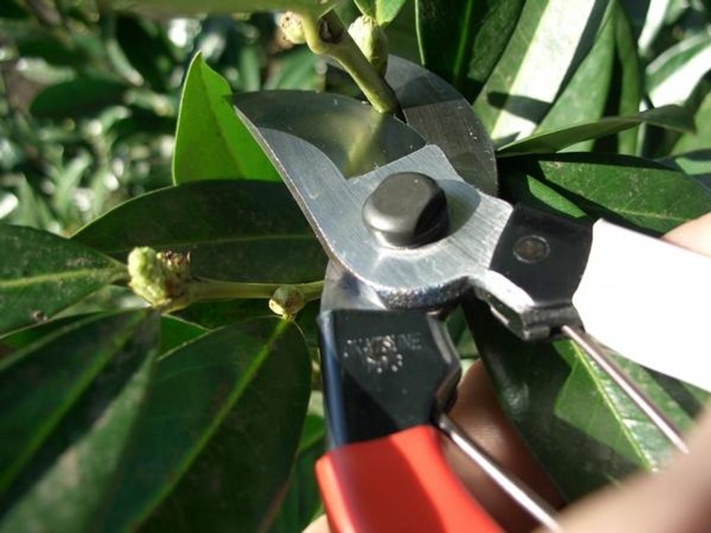 A close-up of pruning shears cutting a branch on a plant.