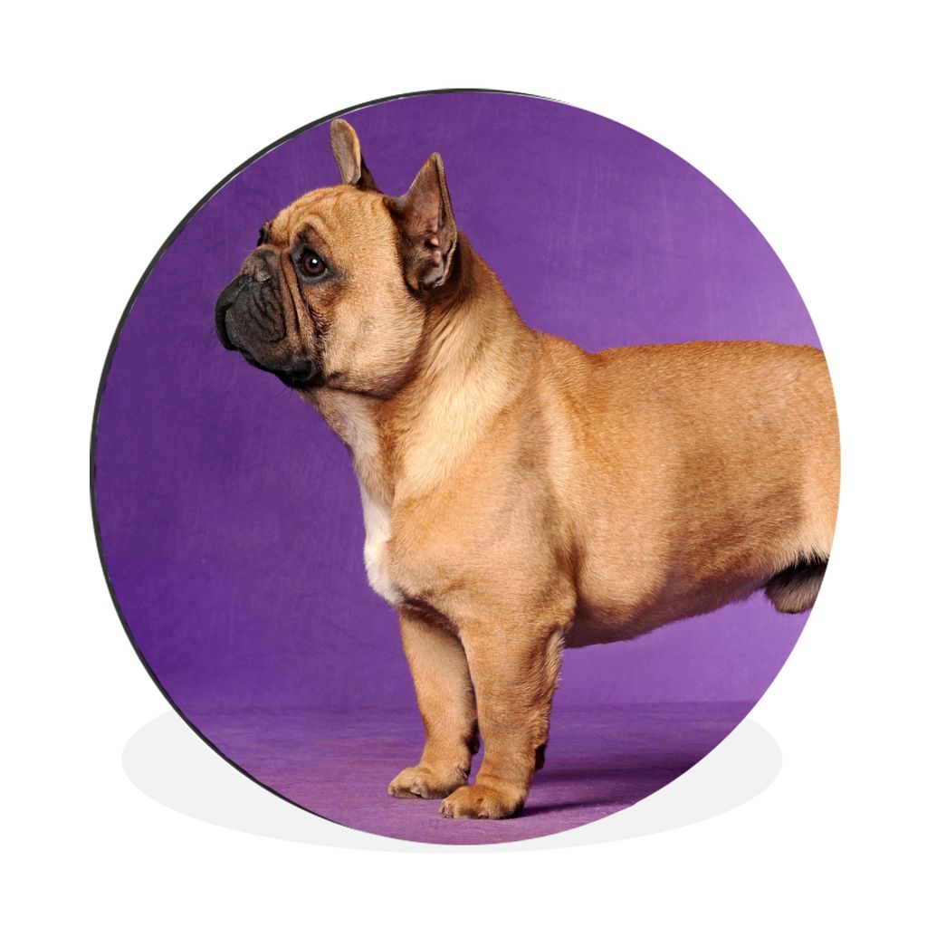 MuchoWow Aluminium Wandkreis Französische Bulldogge - Braun - Lila Ø 90 cm Wanddeko Modern Wohnzimmer - Mauerkreis - Wandbilder - Runde Bild - ...