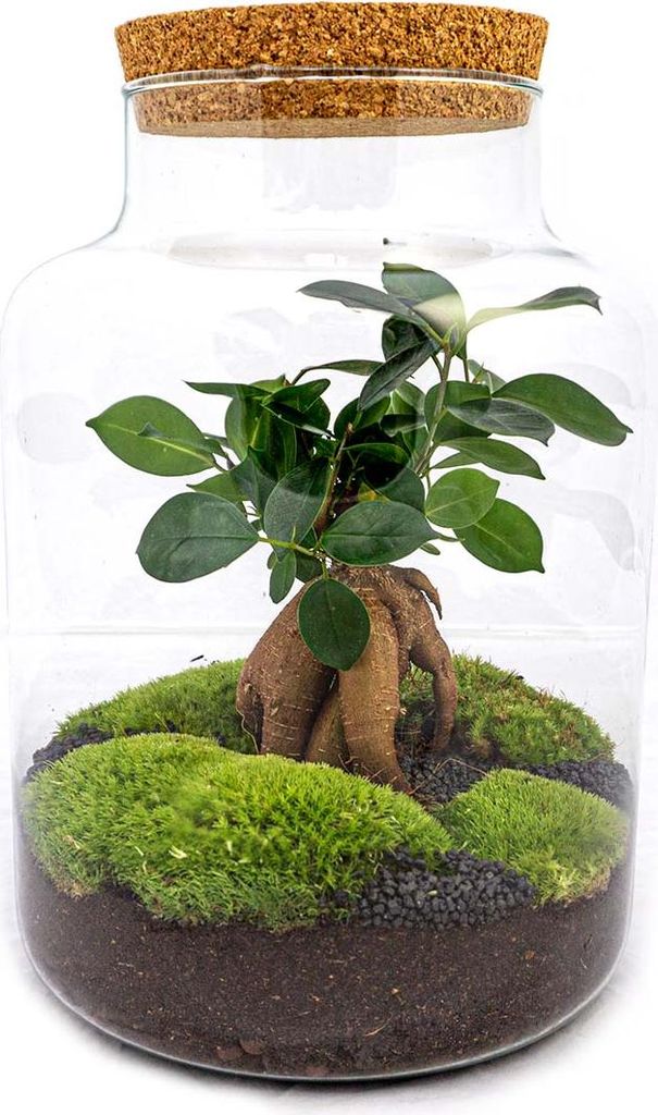 Flaschengarten - Milky mit Bonsai - Ökosystem mit Pflanzen Produktbild 