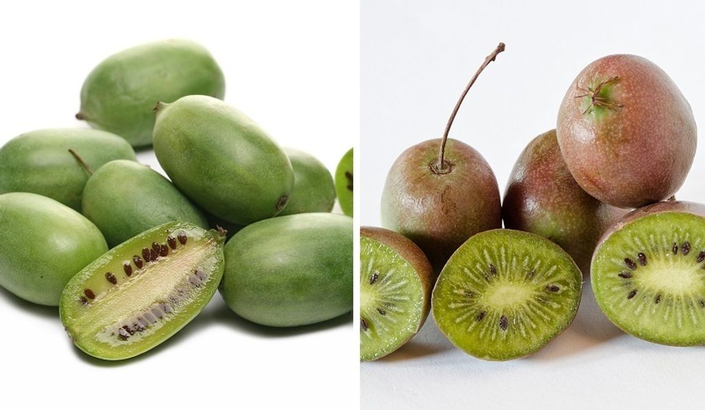 Bayernkiwi-3er-Set, zwei großfrüchtige Jumbo-Sorten + männlichen Befruchter, im Topf, 60-100cm