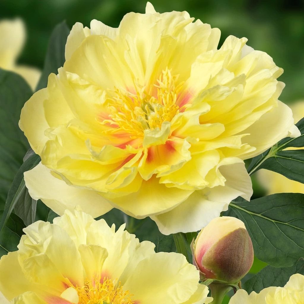 Pfingstrosen Pflanzen Winterhart Itoh Yellow Passion - 1 Produktbild 