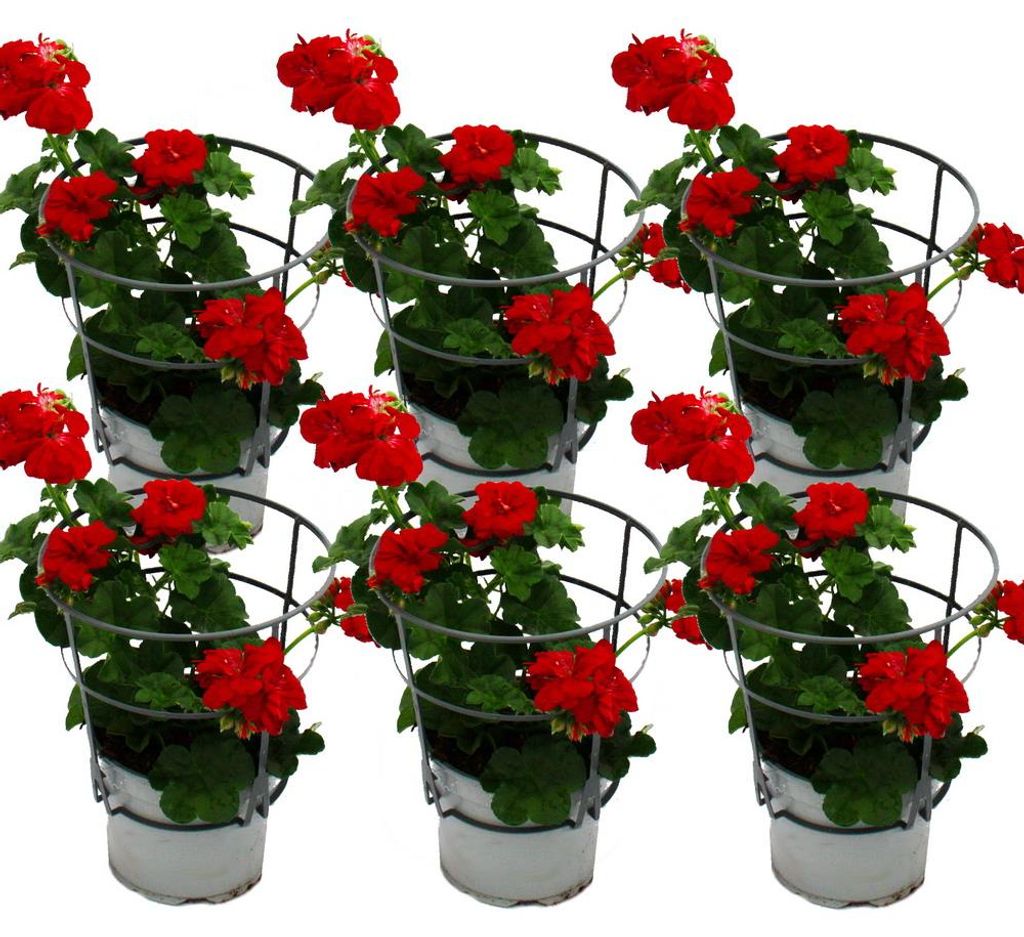 Geranien hängend - Pelargonium peltatum - 12cm Topf - Set Produktbild 