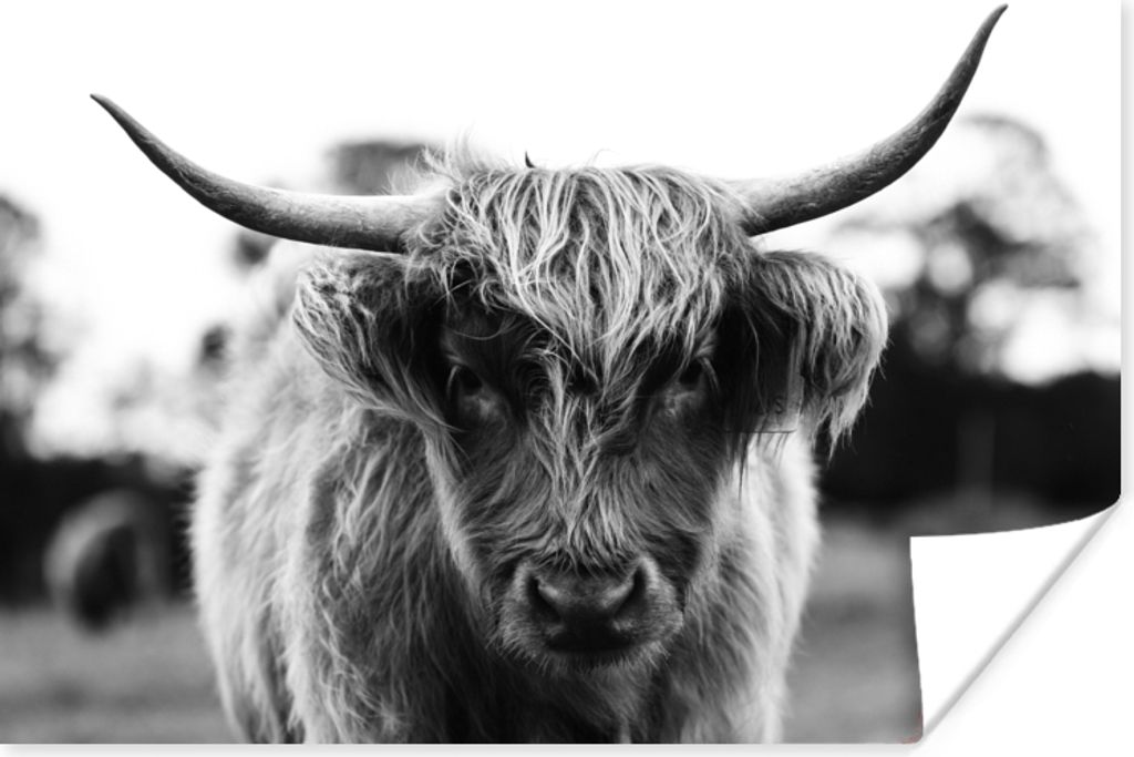 MuchoWow Poster Schottischer Highlander - Kuh - Gras - Tiere - Natur 30x20 cm - Plakate - Print