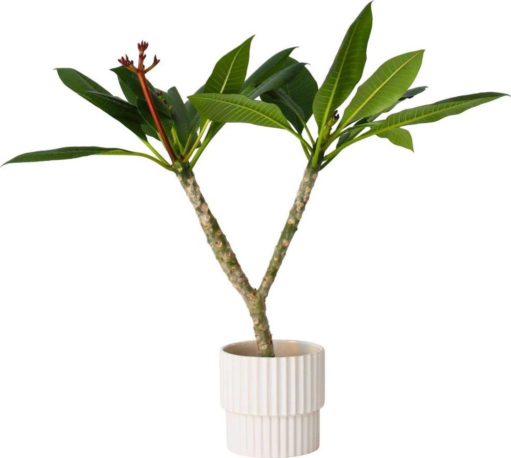 Hawaii-Palme Wei - Plumeria rubra - Hhe 55-70cm - 17cm