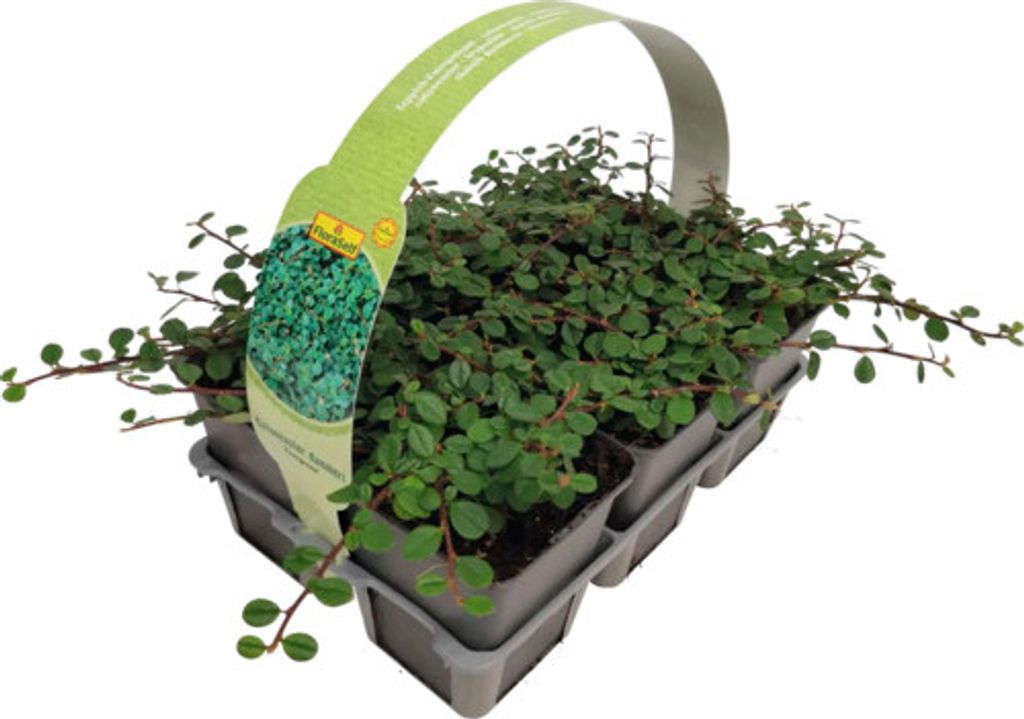 A pack of small green plants in individual pots, arranged in a tray with a handle and a large label.