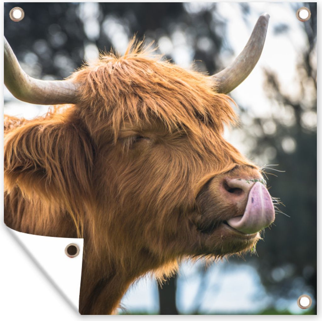 MuchoWow 100x100 cm Outdoor-Poster Gartendeko Sichtschutz Garten Poster für den Garten Schottischer Hochländer - Hoorn - Natur