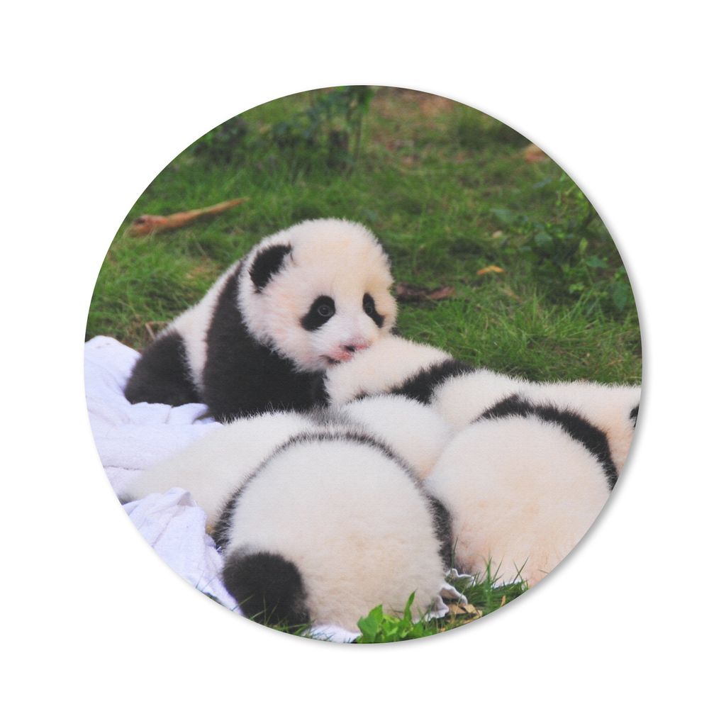 MuchoWow Mauspad Mousepad Pandas - Gras - Decke 20x20 cm - Mousepads - Maus Mat - Pad - Mausunterlage - Schreibtischmatte