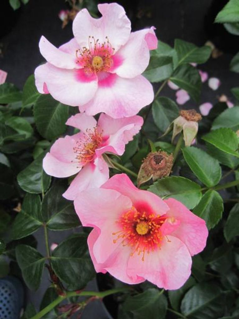 Rosa Eyes on me - Syn. Bright as a Button - Strauchrose - Warner Rose England