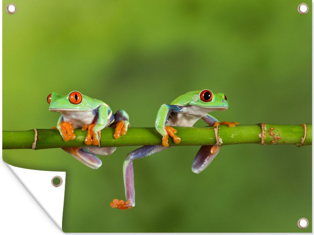 MuchoWow 40x30 cm Outdoor-Poster Gartendeko Sichtschutz Garten Poster für den Garten Frösche - Zweig - Grün