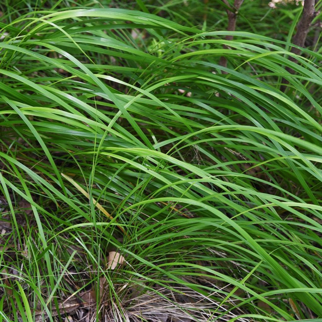 Japan-Segge Carex morrowii – 48 Pflanzen – Immergrünes Ziergras für Schatten & Halbschatten – Bodendecker für Beet & Garten – 10-25cm ...