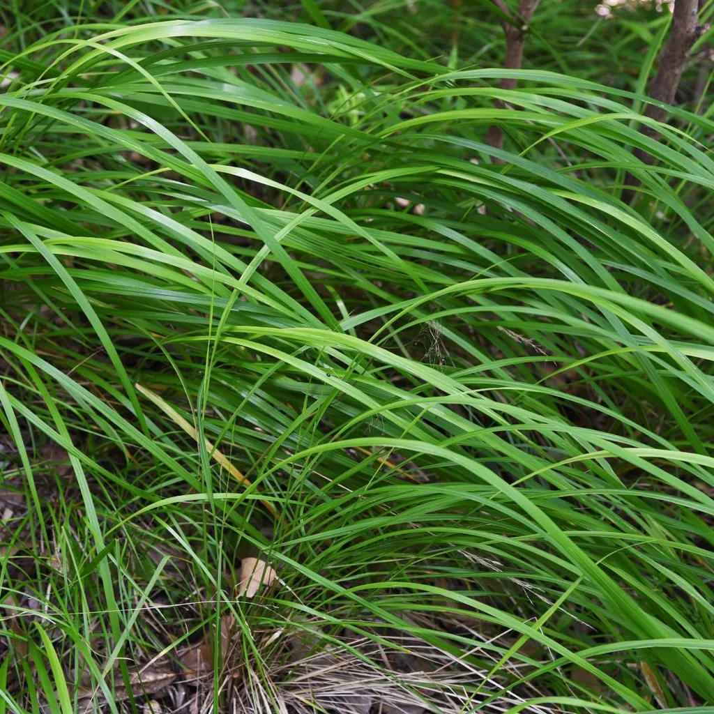 Plantes Carex morrowii Persistantes Ø9cm pour Couverture Végétale Ombre