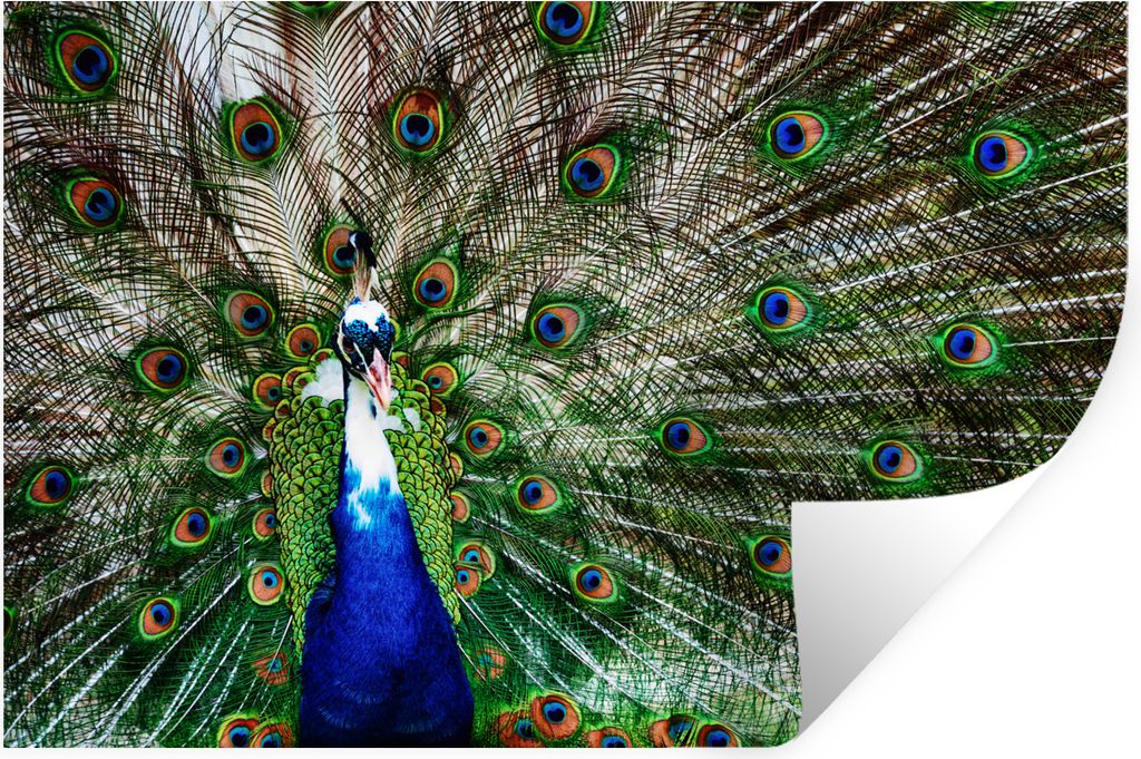 MuchoWow Wandtattoo Wandsticker Wandaufkleber Pfau - Federn - Weiß - Blau 30x20 cm Selbstklebend und Repositionierbar - Wierderverwendbar - Selb...