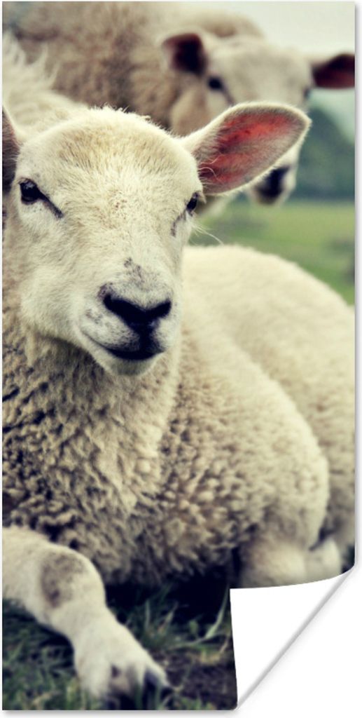 MuchoWow Poster Schaf - Lamm - Gras 40x80 cm - Dekoration