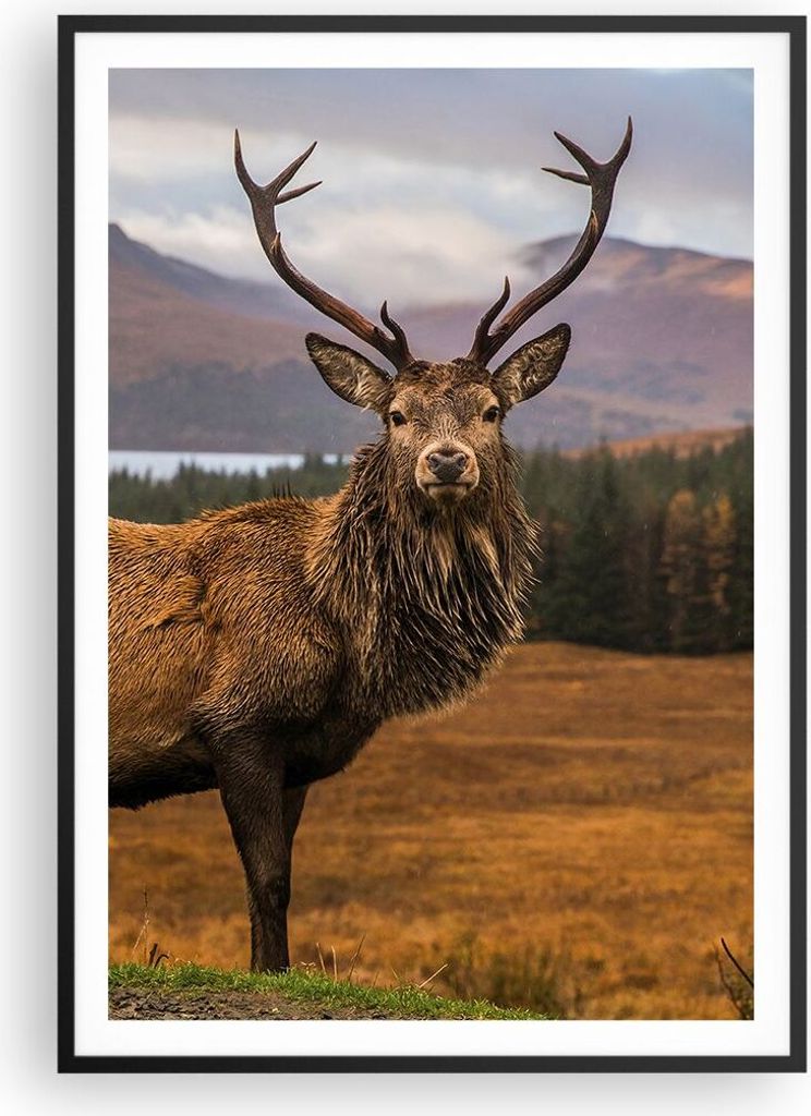 Gerahmtes Poster - Schwarzer Rahmen - Rehe Wiese Berge - 70x100 cm - Wand Bild - Wanddeko - Wandbilder - Kunstposter - Wandposter - Bilderrahmen - ...