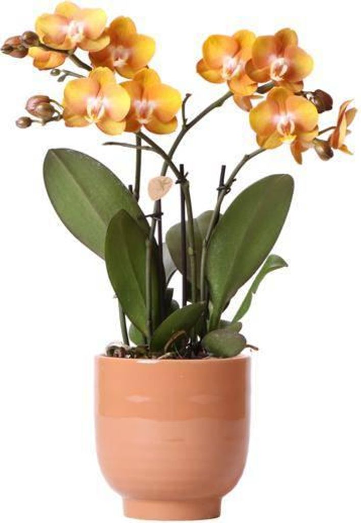 Phalaenopsis Orchidee Las Vegas Orange – Ø12cm – Mit glasiertem Übertopf in Cognac – Zweigige Orchidee mit leuchtend orange-gelben Blüten ...