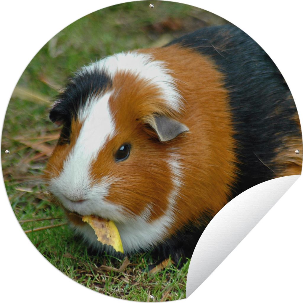 MuchoWow Gartenposter Outdoor-Poster Rund Meerschweinchen draußen Ø 150 cm Gartendeko Rundes Poster draußen