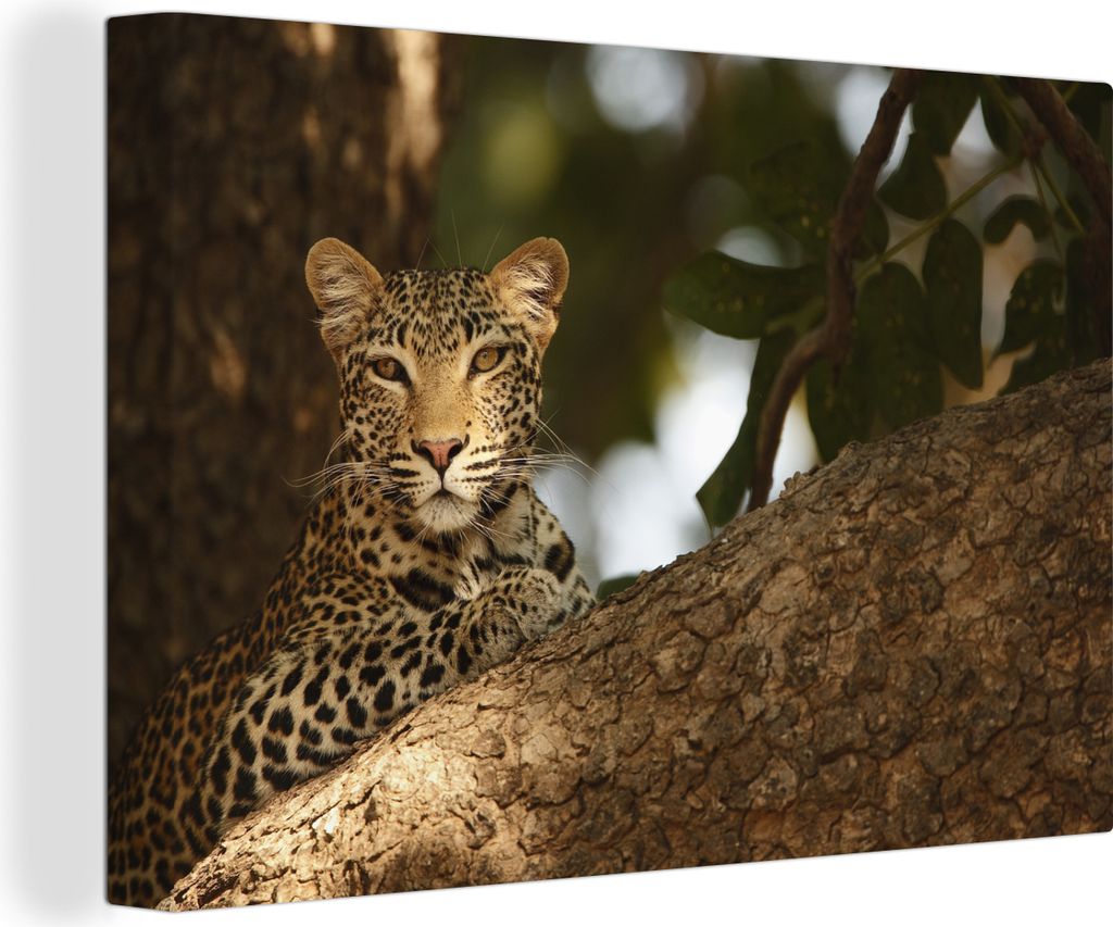 OneMillionCanvasses - Leinwandbilder - 140x90 cm, Leopard auf einem Baum in Sambia, Wandbilder Kunstdruck Wanddekoration - Foto auf Leinwand - Ge...