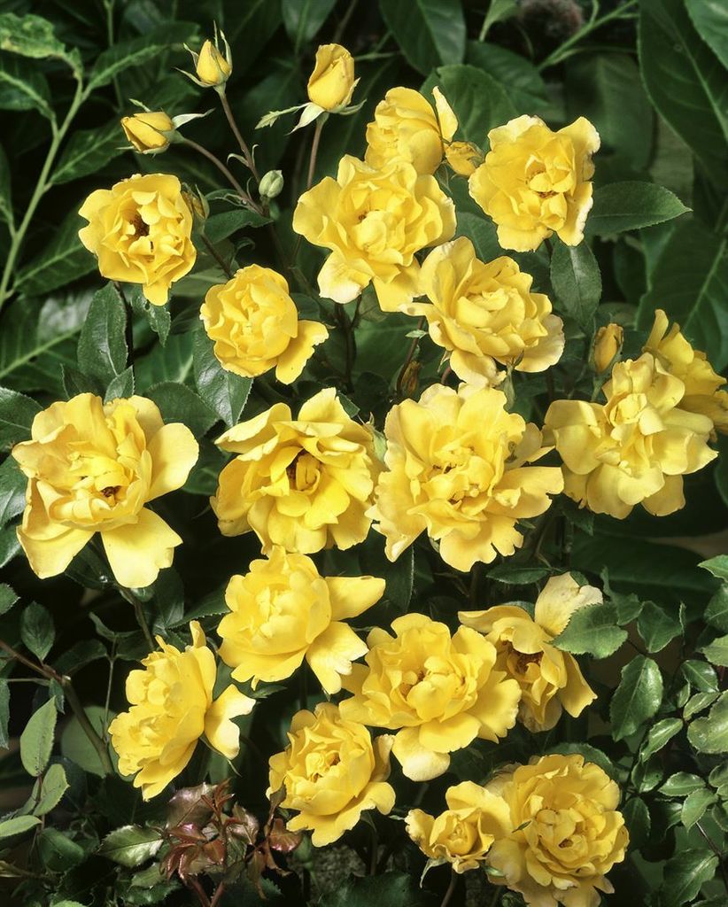 Rosa 'Dukat', Edelrose, gelb, 5-7,5 Liter Container