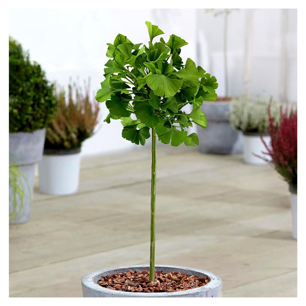 Ginkgo Mariken Patio Baum - Winterharte Gartenpflanze im 3L Topf