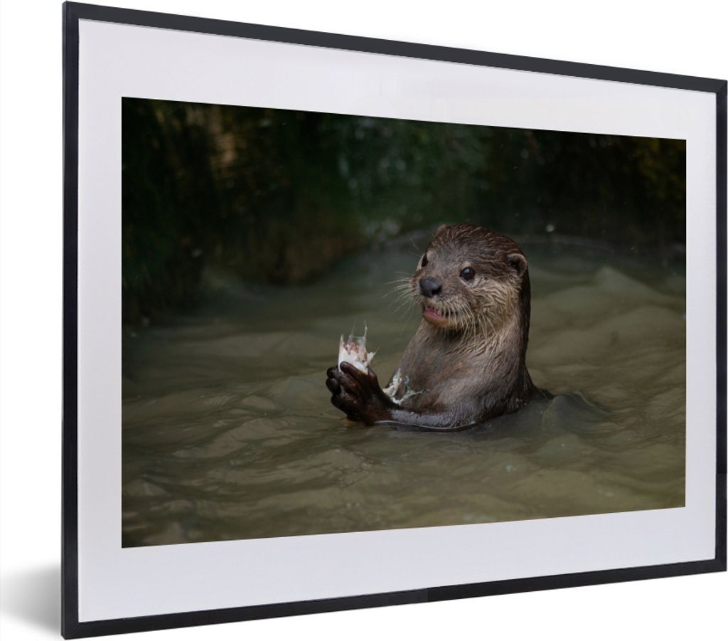 MuchoWow MuchoWow Gerahmtes Poster Otter mit Futter im Wasser 40x30 cm - Poster mit zchwarzem Bilderrahmen - Bilderrahmen - Poster im Rahmen