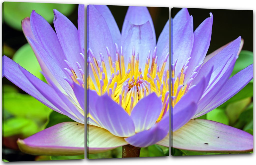 Leinwandbild 3-teilig (120x80cm): Blumenbilder Blumenfotos Nahaufnahme Seerose lila Blätter, echter Holz-Keilrahmen inkl. Aufhänger, handgefertig...