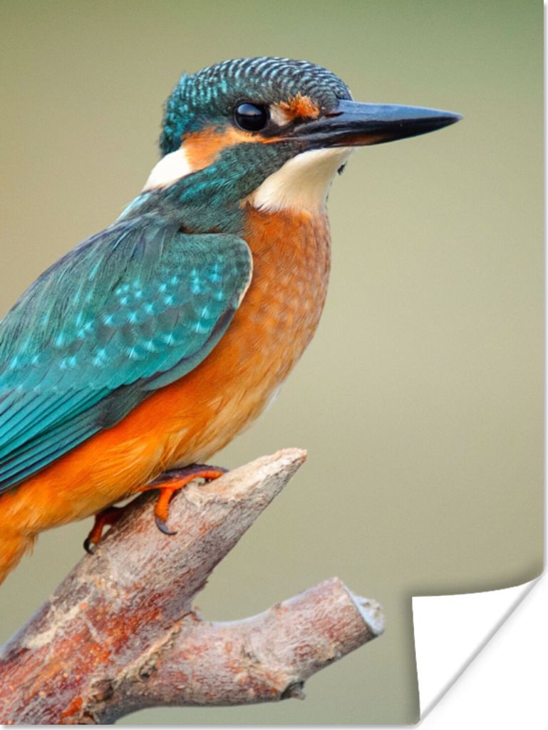 MuchoWow Poster Vogel - Eisvogel - Zweig 90x120 cm - Wohnzimmer