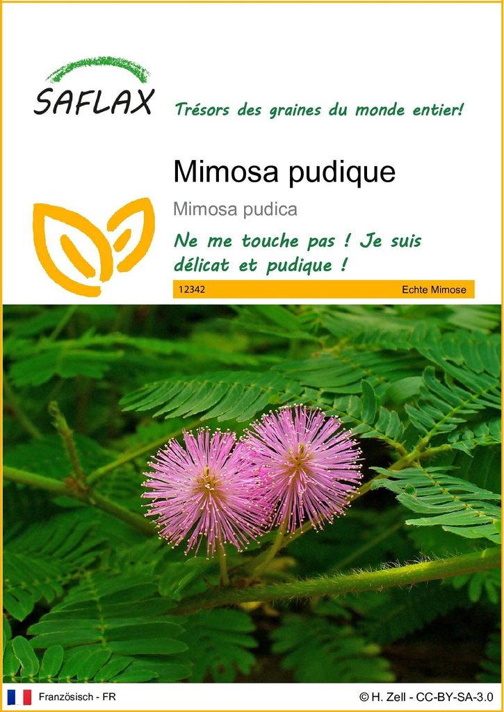 SAFLAX  - Mimosa pudique - 70 graines - Mimosa Image du produit 